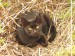 Kočka chlebožravá - dospělí jedinec ženského rodu, pozor krade !